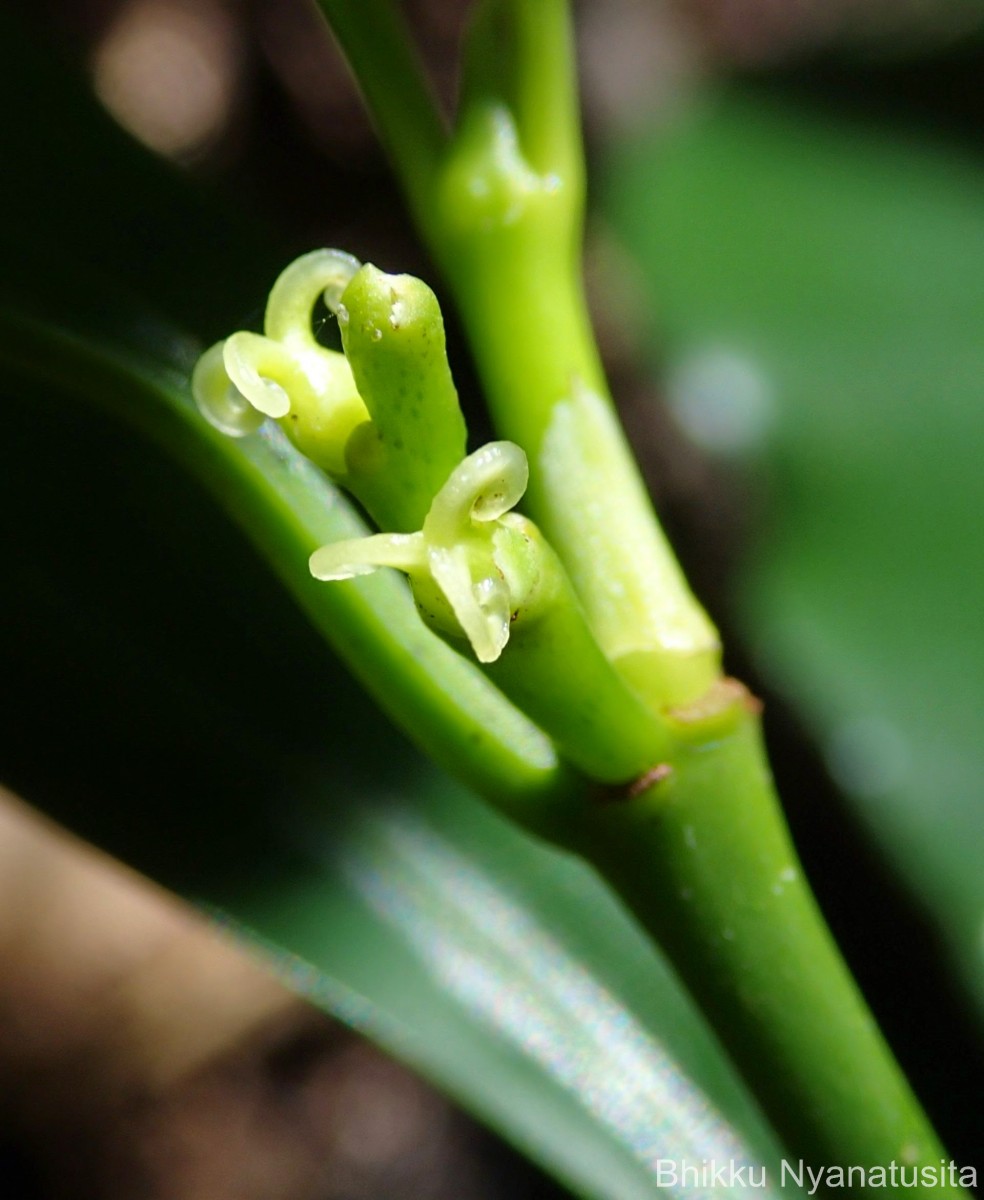 Excoecaria oppositifolia Griff.